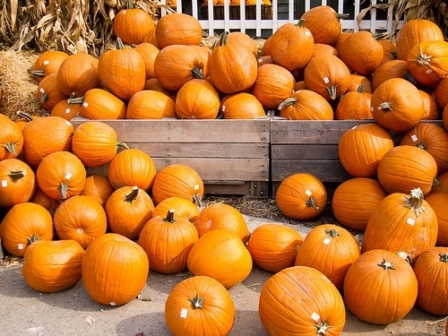What Is The Best Pumpkin Patch In San Diego