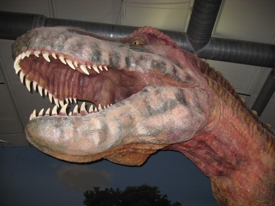 Dinosaur Walk Museum - Pigeon Forge, TN - Kid friendly activity rev ... - Dinosaur Walk Museum Pigeon Forge - TN: Reviews from families visiting   Dinosaur Walk Museum Pigeon Forge - TN. We have a dinosaur lover in the   family,Â ...