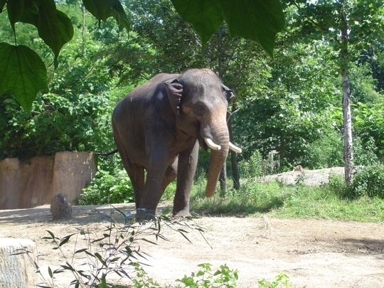 Saint Louis Zoo - Saint Louis, MO - Kid friendly activity reviews - Trekaroo