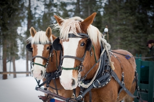 Day and Dinner Sleigh Rides - Lone Mountain Ranch - Big Sky, MT - K